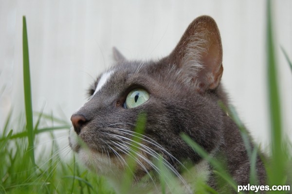 Cat in the Grass